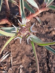 Euphorbia pseudotuberosa