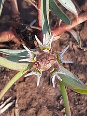 Euphorbia pseudotuberosa