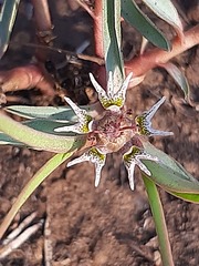 Euphorbia pseudotuberosa
