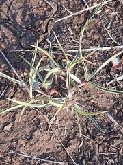 Euphorbia pseudotuberosa