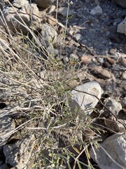 Acleisanthes angustifolia