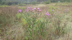 Vernonia greggii