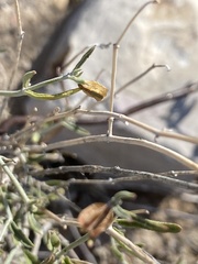 Acleisanthes angustifolia