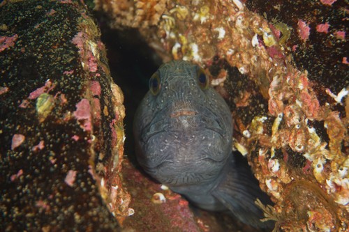Anarhichas lupus