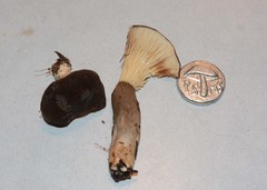 Lactarius fallax