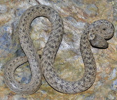 Macroprotodon brevis