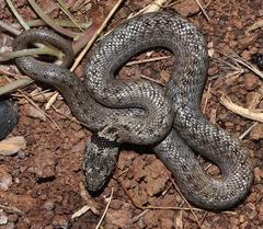 Macroprotodon brevis