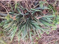 Carex flaccosperma