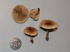 Pholiota decorata