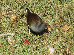 Gallinula chloropus