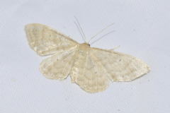 Idaea dilutaria