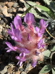Astragalus laguroides