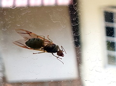 Oecophylla smaragdina