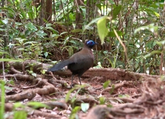 Coua serriana