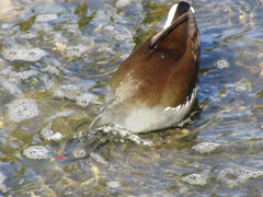 Gallinula chloropus