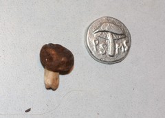 Lactarius kauffmanii