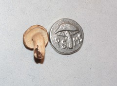 Lactarius kauffmanii