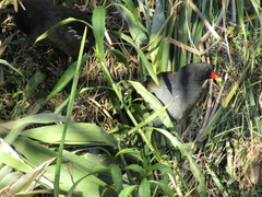 Gallinula chloropus