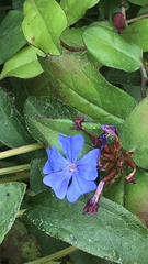 Ceratostigma