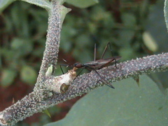 Nerioidea