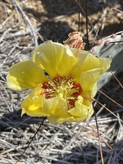 Opuntia azurea diplopurpurea