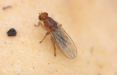 Heleomyzidae