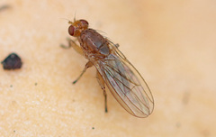 Heleomyzidae