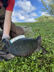 Chelydra serpentina image