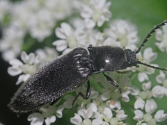Hemicrepidius niger