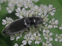 Hemicrepidius niger