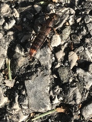 Platydracus cinnamopterus