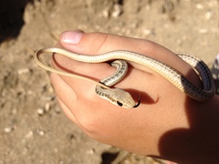 Salvadora hexalepis hexalepis