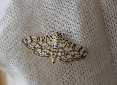 Lepidoptera