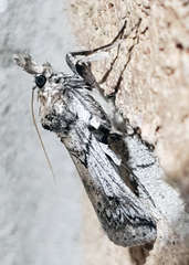 Melitara subumbrella