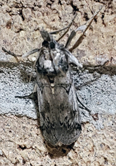 Melitara subumbrella