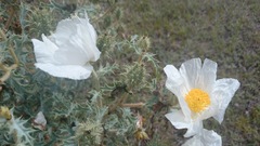 Argemone echinata