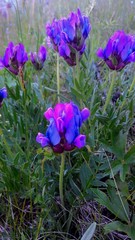 Oxytropis mixotriche