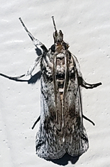 Melitara subumbrella