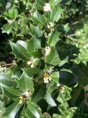 Osmanthus