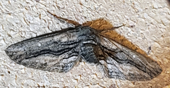 Holochroa dissociarius