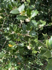 Osmanthus