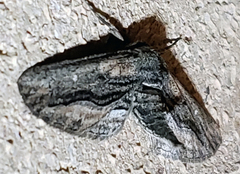 Holochroa dissociarius