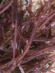 Sarcodiotheca