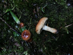 Pholiota lubrica