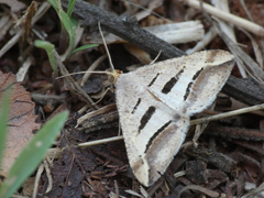 Chiasmia subcurvaria