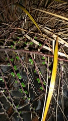 Cotoneaster hjelmqvistii