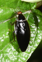 Sorineuchora nigra