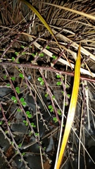 Cotoneaster hjelmqvistii