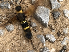 Eriotremex formosanus