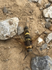 Eriotremex formosanus